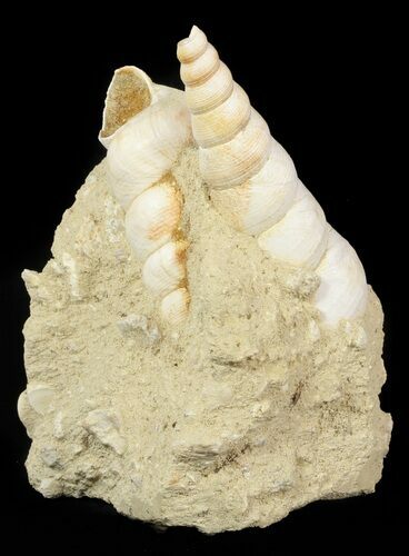 Beautiful Fossil Turritella Cluster - France #47976